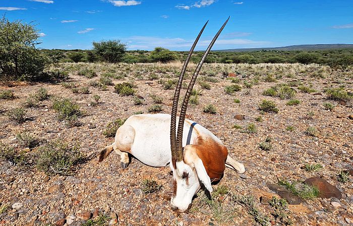 Oryx algazella