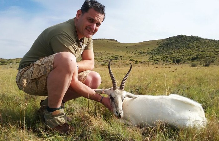 Springbok blanc
