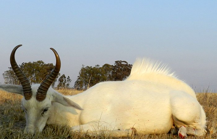 Springbok blanc